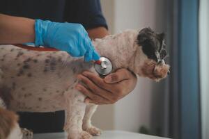 At a modern veterinary clinic, puppy sits on an examination table. Meanwhile, a female veterinarian assesses the health photo