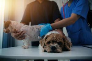 At a modern veterinary clinic, puppy sits on an examination table. Meanwhile, a female veterinarian assesses the health photo