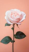 Rose white beauty blooming single flower with story portrait background photo