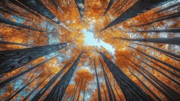 Yellow leaves forest tree tall perspective view from lower with sun light nature environment photo
