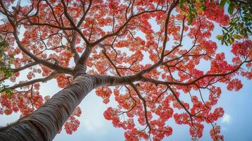 Captivating tree trunk wood with pink blossom from low angle view perspective and blue sky photo