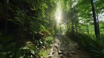 Deep forest green trees with small dirt road and sun light photo
