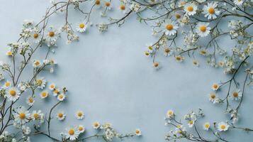 Twig chamomile white flower rounded beauty frame on blue background photo