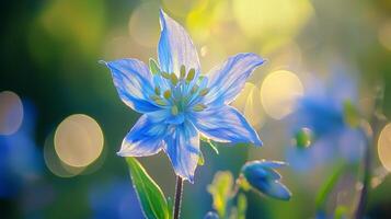 Aquilegia columbine flower blue petal with blurred vibrant background photo
