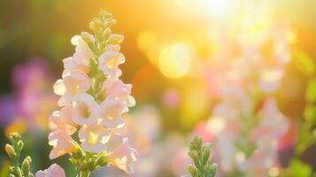 Snapdragon closeup macro flower with vibrant sun light nature background photo
