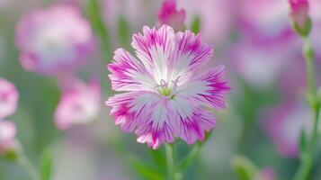 Dianthus pink flower vibrant sun light and blurred background photo
