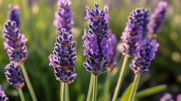 Lavender purple beauty macro flower vibrant color with sun light photo