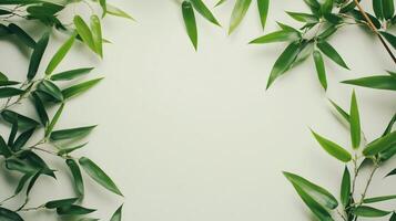 Bamboo green leaves frame empty center copy space solid background photo