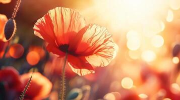 Poppy flower blossoming botanical garden macro photo blurred background