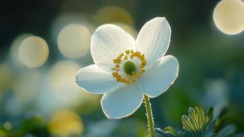 Snopdrop flower blossoming botanical garden macro photo blurred background
