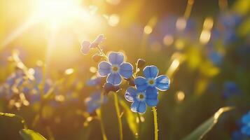 Blue forget me nots flower macro photo bokeh blurred background