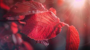 Red leaves tree with sun highlight blurred nature background photo