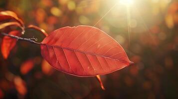 Red leaves tree with sun highlight blurred nature background photo