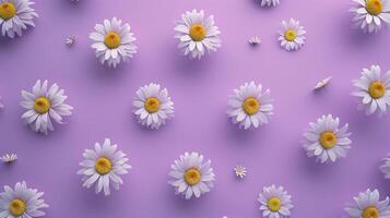 Chamomile flower pattern botanical garden on purple background photo