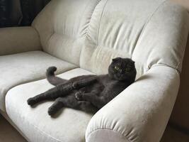 Lazy Grey cat Scottish fold on sofa at home, relaxed pet photo