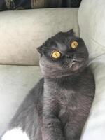 Surprised Scottish Fold cat with yellow eyes, sits curiously indoors, captivated by its surroundings with an innocent and inquisitive gaze photo