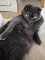 Lazy fat Grey cat Scottish fold on sofa at home, relaxed pet photo