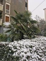 Palm tree growing in a snowy environment, amidst other vegetation also covered in snow. Abnormal weather photo