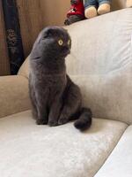 Surprised Scottish Fold cat with yellow eyes, sits curiously indoors, captivated by its surroundings with an innocent and inquisitive gaze photo