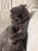 Lazy fat Grey cat Scottish fold on sofa at home, relaxed pet photo
