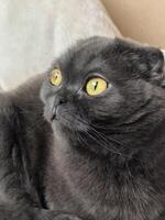 Surprised Scottish Fold cat with yellow eyes, sits curiously indoors, captivated by its surroundings with an innocent and inquisitive gaze photo