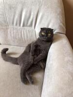 Lazy fat Grey cat Scottish fold on sofa at home, relaxed pet photo