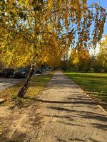 A serene autumn season along a tree-lined pathway, dappled in golden sunlight. Vibrant fall foliage against a backdrop of urban architecture and harmonious blend of nature and city life. photo