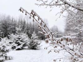 Tranquil winter scene captures the beauty of a snow-covered evergreen tree in a serene forest setting. Snow on branches and peacefulness of a quiet winter day. photo