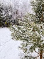 Tranquil winter scene captures the beauty of a snow-covered evergreen tree in a serene forest setting. Snow on branches and peacefulness of a quiet winter day. photo