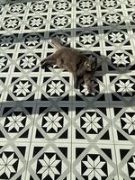 Relaxed gray scottish fold cat enjoying sunlight on a patterned tile floor, Contrast between the animal and the geometric design. Geometric aesthetics, serene moment and pet concept photo