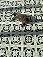 Relaxed gray scottish fold cat enjoying sunlight on a patterned tile floor, Contrast between the animal and the geometric design. Geometric aesthetics, serene moment and pet concept photo