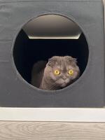 Gray scottish fold cat with striking yellow eyes peeking out of a black circular cat bed house. Curious feline looks out with a sense of intrigue and alertness. Pet and accessories for cat concept photo