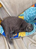 Lazy fat Grey cat Scottish fold on sofa at home, relaxed pet photo