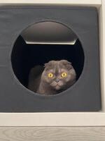 Gray scottish fold cat with striking yellow eyes peeking out of a black circular cat bed house. Curious feline looks out with a sense of intrigue and alertness. Pet and accessories for cat concept photo