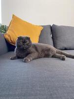Lazy fat Grey cat Scottish fold on sofa at home, relaxed pet photo