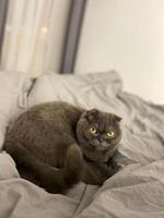 A Scottish Fold cat with distinctive folded ears and striking amber eyes lying attentively indoors. Purebred pet photo