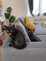 Black kitten and scottish fold cat playfully lounge on a gray sofa in a bright living room, capturing moment of curiosity and relaxation. Modern interior, with plants and soft pillows, photo