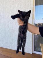 Small black kitten is gently held up by its owner, looking curiously at the camera. Bright background and playful expression capture a moment of innocence and exploration photo
