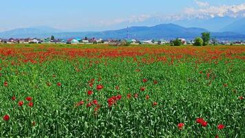 Blooming red poppies in rye field swaying in the wind at sunny day with mountains in the background and small village in the middle ground. video