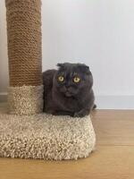 Scottish fold gray cat pet with striking yellow eyes rests beside a textured scratching post. Serene atmosphere and comfort calmness of the feline's environment photo