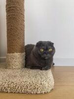 Scottish fold gray cat pet with striking yellow eyes rests beside a textured scratching post. Serene atmosphere and comfort calmness of the feline's environment photo