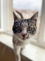 Curious cat stands on a windowsill. Soft light, expressive face and brings focus to its attentive posture. Funny pet concept photo