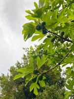 First delicate figs on a fig tree, spring time photo