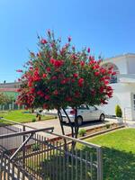 Vibrant red-flowered tree stands prominently at the front yard of a modern house under a clear blue sky. Beauty of suburban life with its blend of nature and contemporary architecture photo