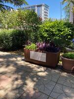 Sunlit urban garden features a large planter filled with vibrant green and purple foliage against a modern building backdrop. Harmony between nature and urban living, photo