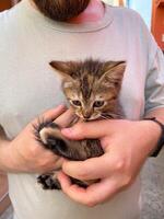 Millennial man in a straw hat and sunglasses holds lovingly at a small kitten in his hands. Tenderness moment captures the bond between human and pet. Themes of care and affection photo