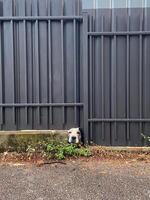 Curious dog peeks through a small gap in a metal fence, capturing a moment of unexpected charm. Pet concept photo