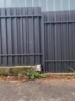 Curious dog peeks through a small gap in a metal fence, capturing a moment of unexpected charm. Pet concept photo