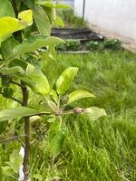 Close-up view of a young apple tree branch showcases fresh green leaves and developing fruit in a serene garden setting. This image highlights the early stages of growth photo