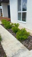 Neat row of green shrubs lines the concrete pathway against the white exterior of a modern home. This image reflects the blend of nature and architecture in a residential setting photo